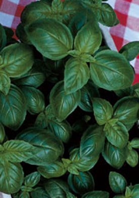 012M Italian Basil Basilico Italiko